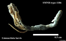 SMNH-type-1186.-Limnactinia laevis Carlgren, 1921