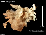 SMNH_type_4886_Ptychodactis patula Appellöf, 1893