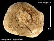 SMNH-type-1167.-Condylanthus magellanicus Carlgren, 1899