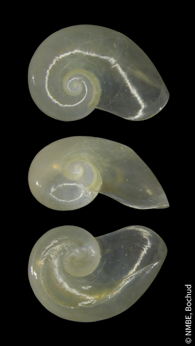 Eucobresia diaphana