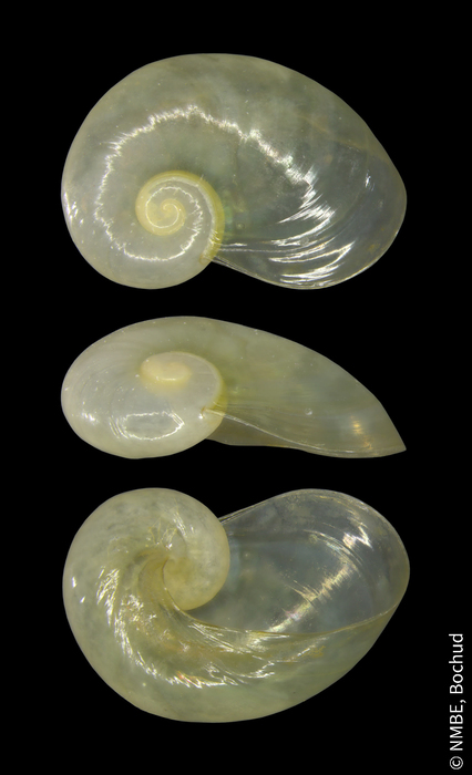 Eucobresia glacialis Eucobresia glacialis