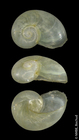 Eucobresia nivalis