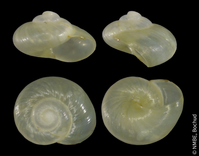 Oligolimax annularis