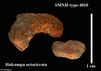 SMNH-type-4010.-Halcampa octocirrata Carlgren, 1927