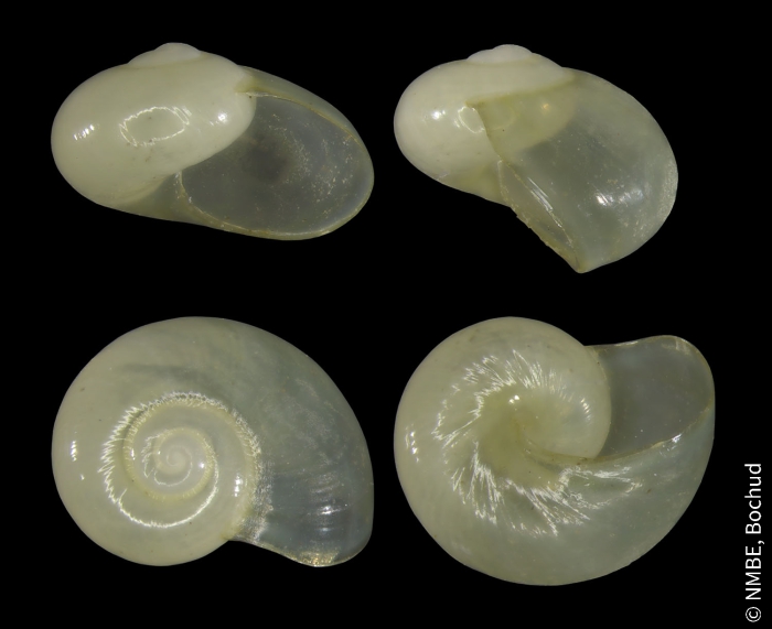 Vitrina pellucida