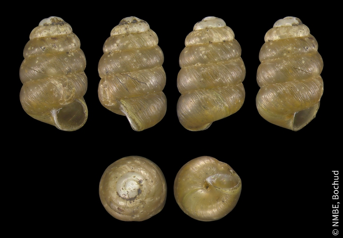 Columella aspera Columella aspera