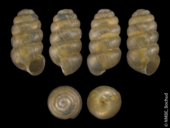 Columella columella columella Columella columella columella