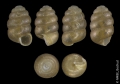 Mollusca (molluscs)