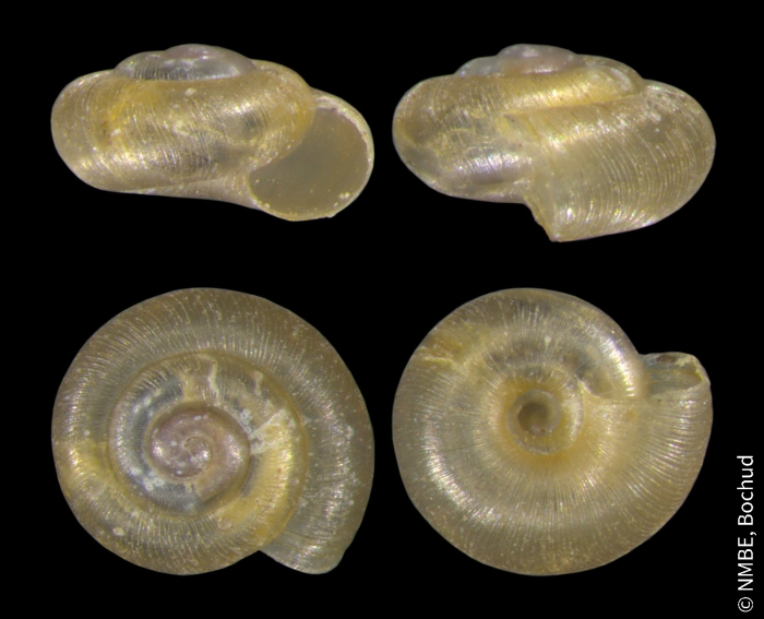 Punctum pygmaeum