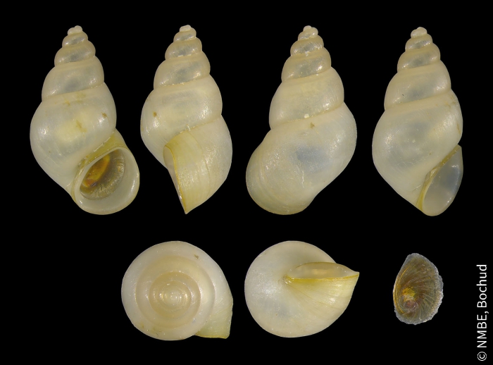 Potamopyrgus antipodarum