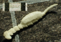 Strotometra priamus AH Clark 1912, Syntypes USNM E427