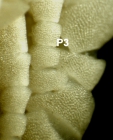 Strotometra priamus AH Clark 1912, Syntypes USNM E427