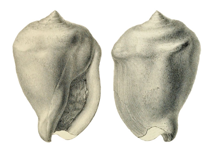 Strombus auriculatus Fuchs, 1870, pl. 4, fig. 1 and 2 Strombus auriculatus Fuchs, 1870, pl. 4, fig. 1 and 2