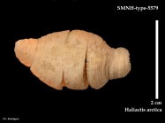 SMNH-type-5579.-Haliactis arctica Carlgren, 1921
