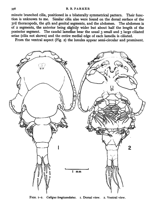 Caligus longicaudatus from Parker, RR. 1968