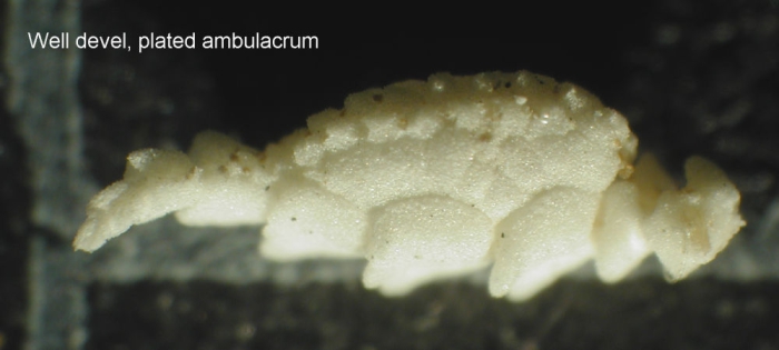 Strotometra hepburniana  (AH Clark 1907), Non-Type USNM 35692