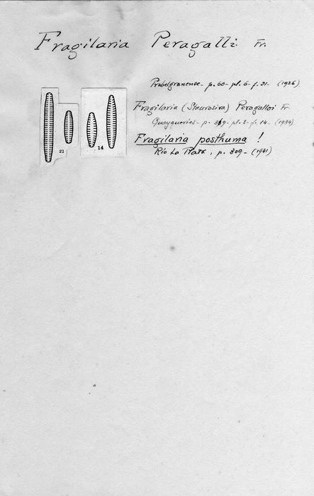 Fragilaria peragalli Fragilaria peragalli