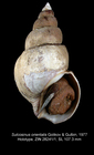 Sulcosinus orientalis Golikov & Gulbin, 1977, Holotype