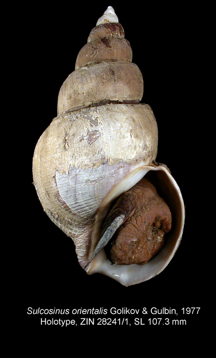 Sulcosinus orientalis Golikov & Gulbin, 1977, Holotype