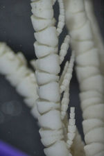 Antedon parvipinna Carpenter 1888, Holotype BMNH 88.11.9.26