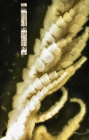 Strotometra parvipinna (Carpenter, 1888) USNM E3142