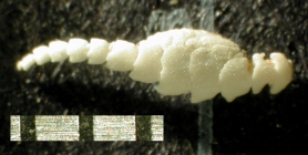 Strotometra parvipinna (Carpenter, 1888) USNM E3142