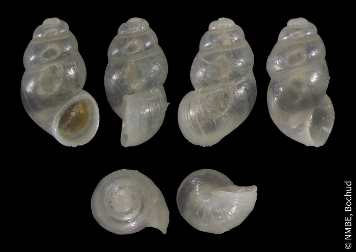 Bythinella padana Bythinella padana