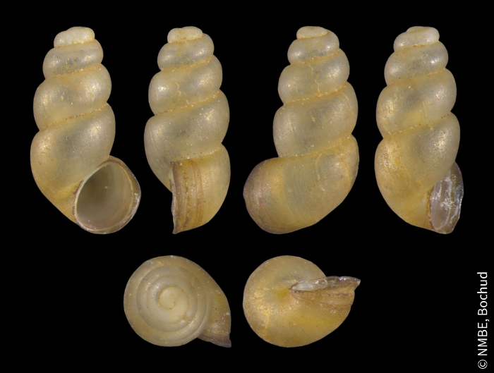 Bythinella pupoides pupoides Bythinella pupoides pupoides
