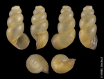 Caenogastropoda