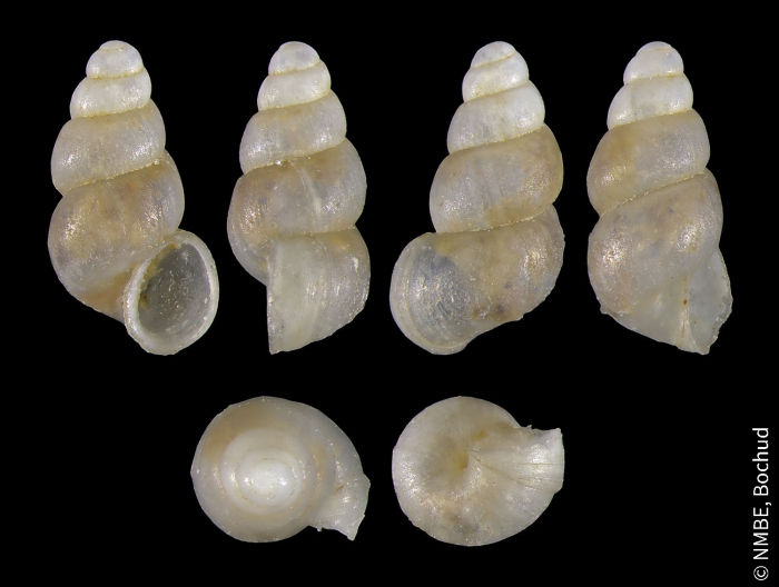 Bythiospeum alpinum Bythiospeum alpinum
