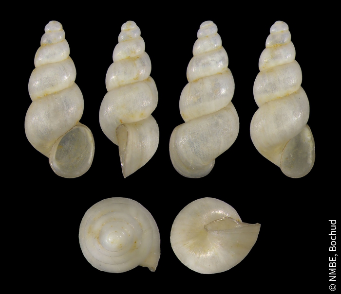 Bythiospeum charpyi Bythiospeum charpyi