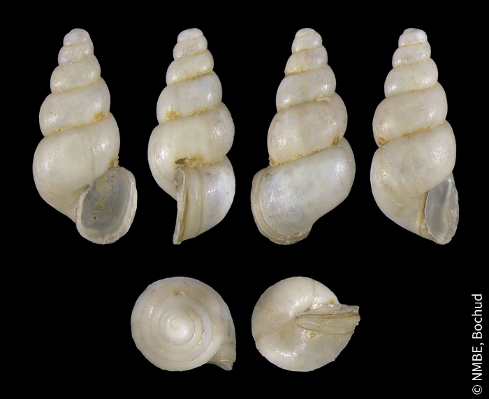 Bythiospeum helveticum Bythiospeum helveticum