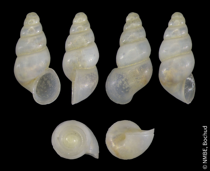 Bythiospeum sterkianum Bythiospeum sterkianum