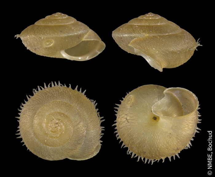 Ciliella ciliata Ciliella ciliata