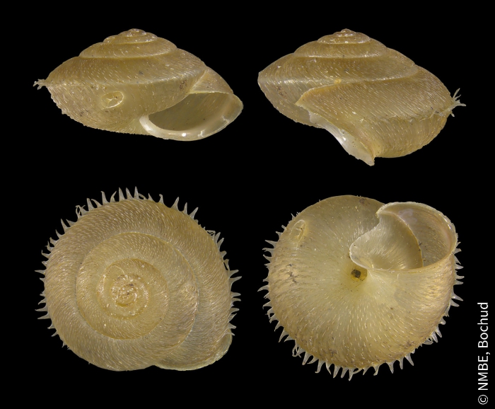 Ciliella ciliata