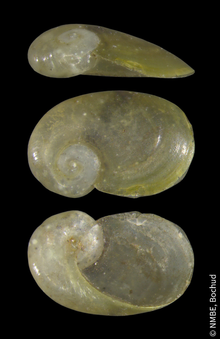 Daudebardia brevipes Daudebardia brevipes