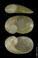 Mollusca (molluscs)