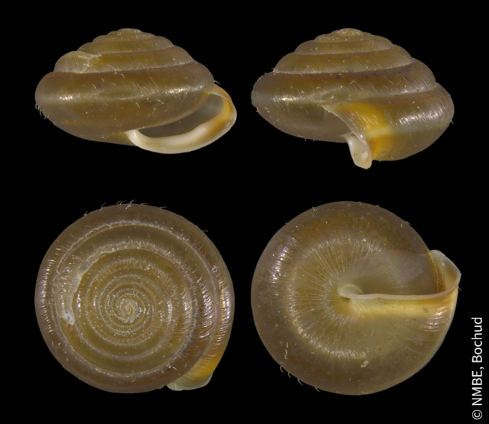 Edentiella edentula