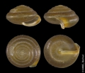 Mollusca (molluscs)