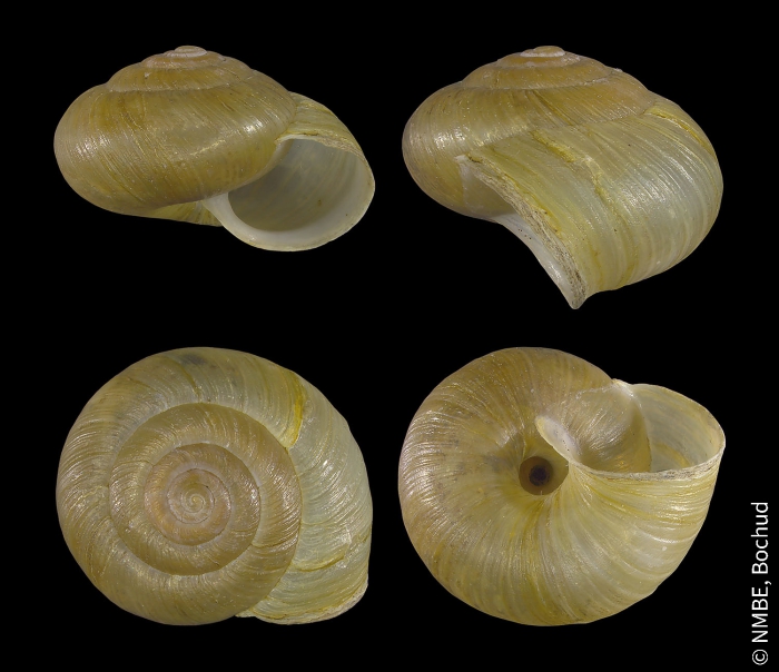 Euomphalia strigella Euomphalia strigella