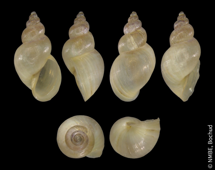 Galba truncatula