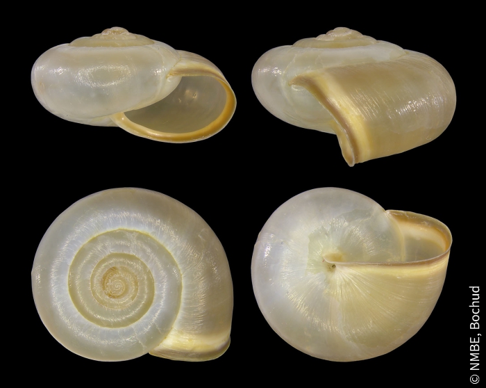 Monacha cartusiana