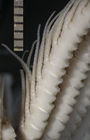 Crinometra pulchra AH Clark 1909, Holotype USNM 25473
