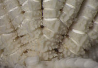 Crinometra margaritacea AH Clark 1909, Holotype USNM 25472