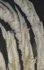 Crinometra margaritacea AH Clark 1909, Holotype USNM 25472