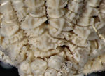 Crinometra concinna  AH Clark 1909, Holotype USNM 25476 