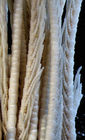 Crinometra concinna  AH Clark 1909, Holotype USNM 25476 