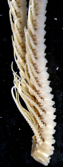 Crinometra concinna AH Clark 1909, Holotype USNM 25476 Crinometra concinna AH Clark 1909, Holotype USNM 25476
