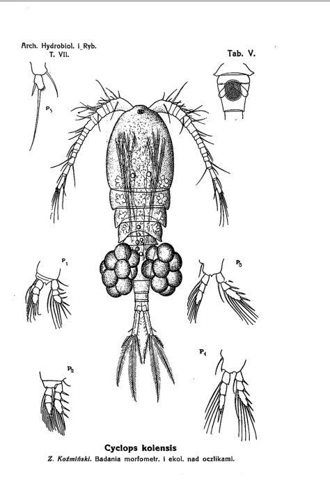 Cyclops kolensis 