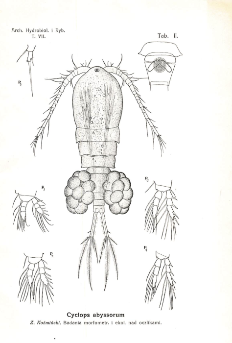 Cyclops abyssorum